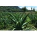 Pianta di Aloe Arborescens BIO